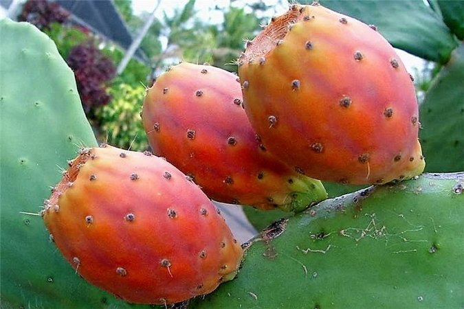 Figo da Índia: Importante Fruta de um Cactos – Eng Agr Ruy Gripp